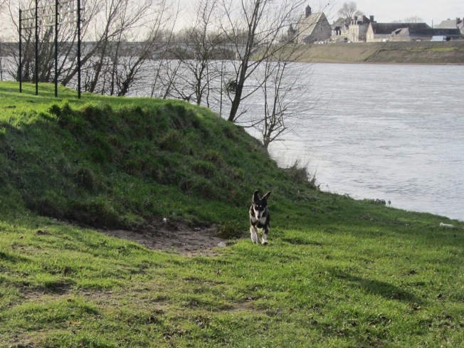 Sasha enjoying a good run by the Loire on L'Ile d'Or